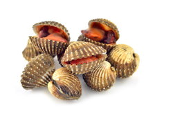 Blood Cockles 血蛤