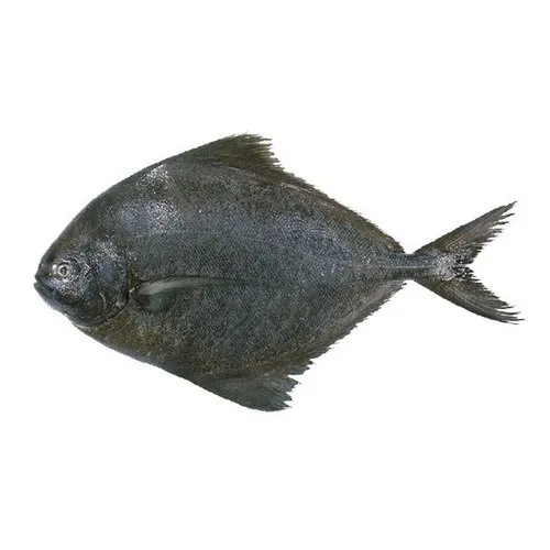 Black Pomfret 黑鲳鱼_0