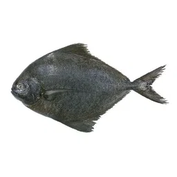 Black Pomfret 黑鲳鱼