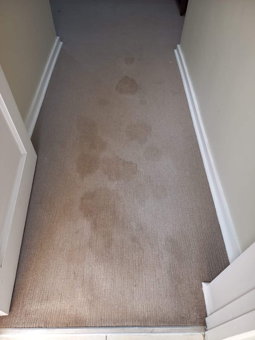Carpets Deep Cleaning 