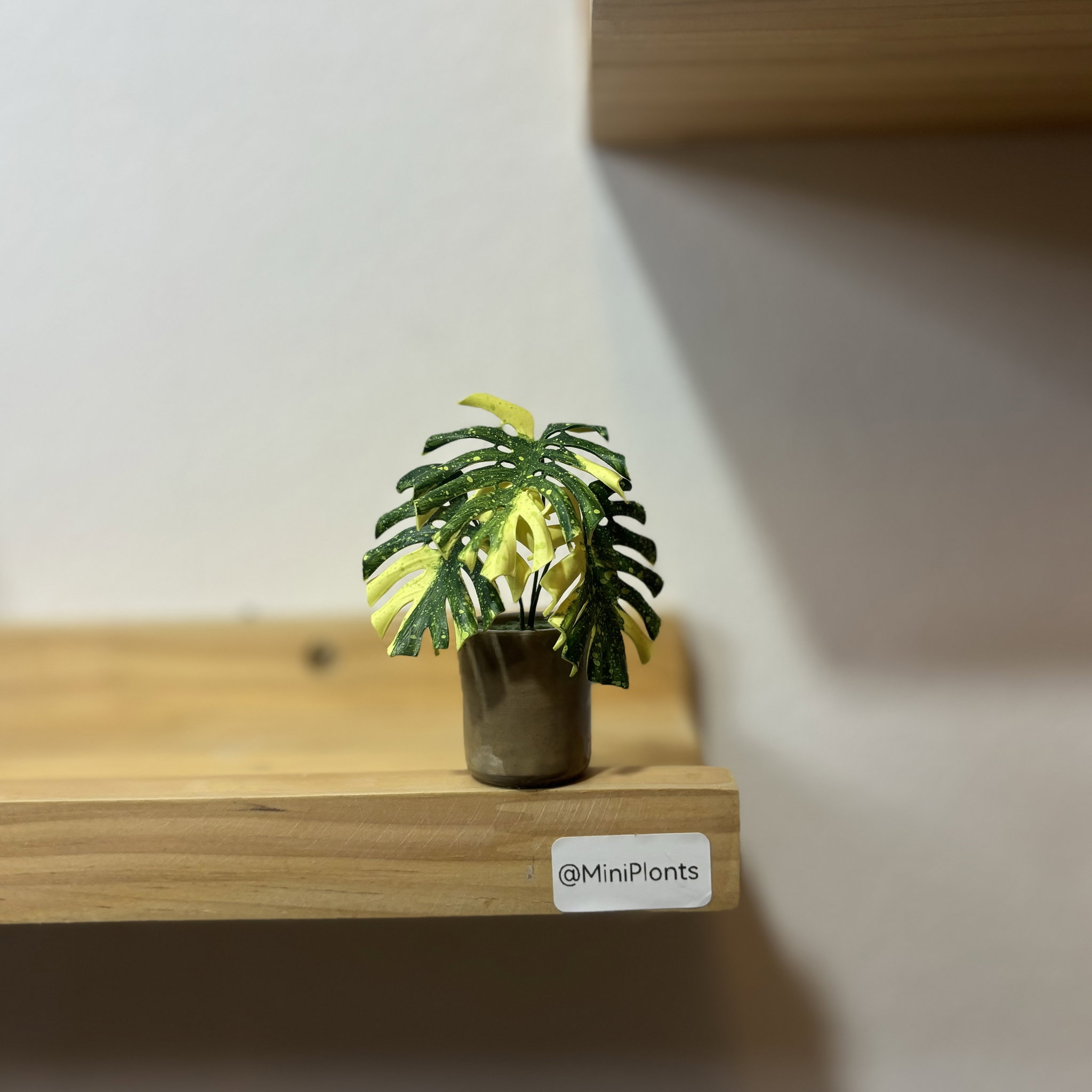 Monstera Thai Constellation_1
