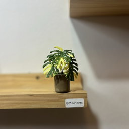 Monstera Thai Constellation
