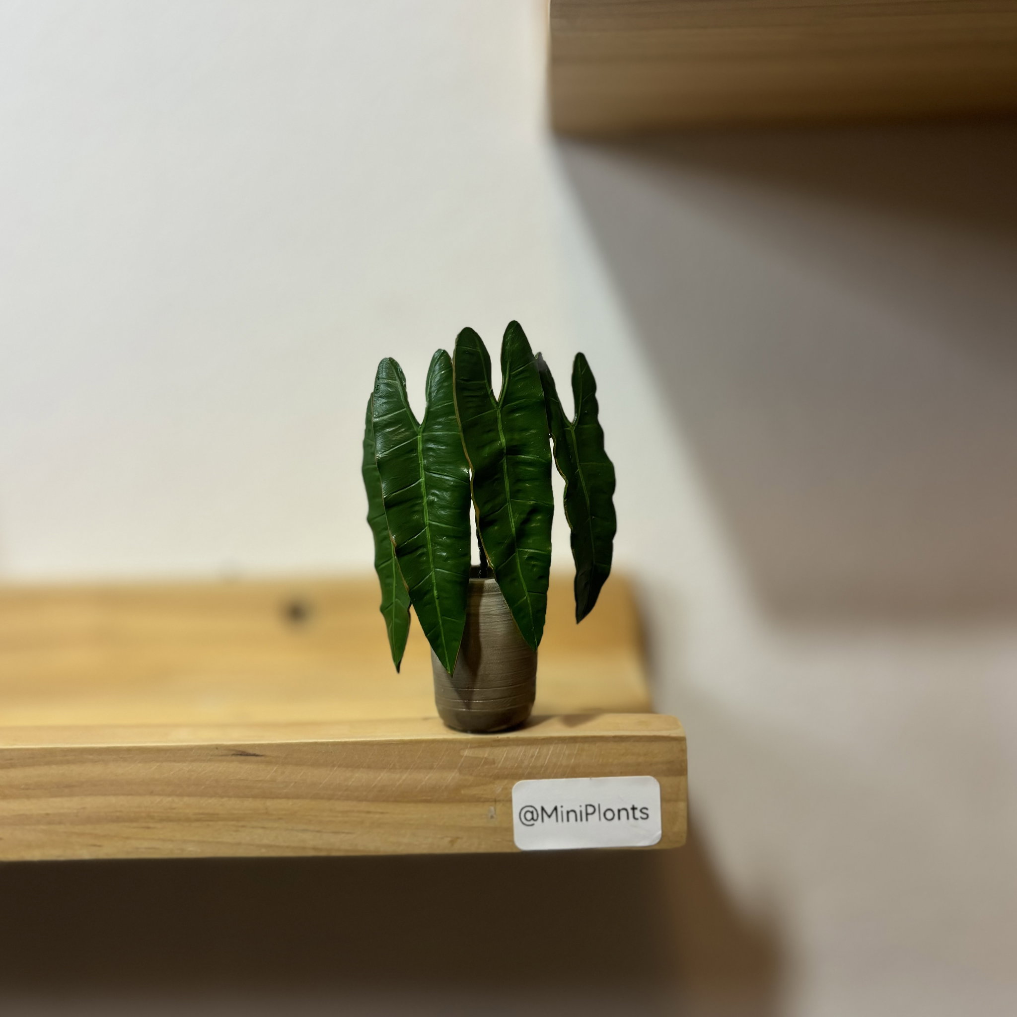Philodendron Billitiae_1