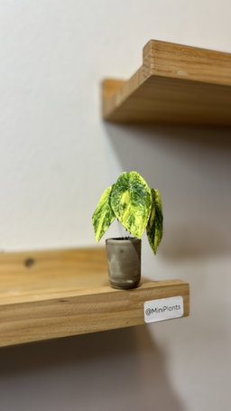 Anthurium Papillilaminum Variegated