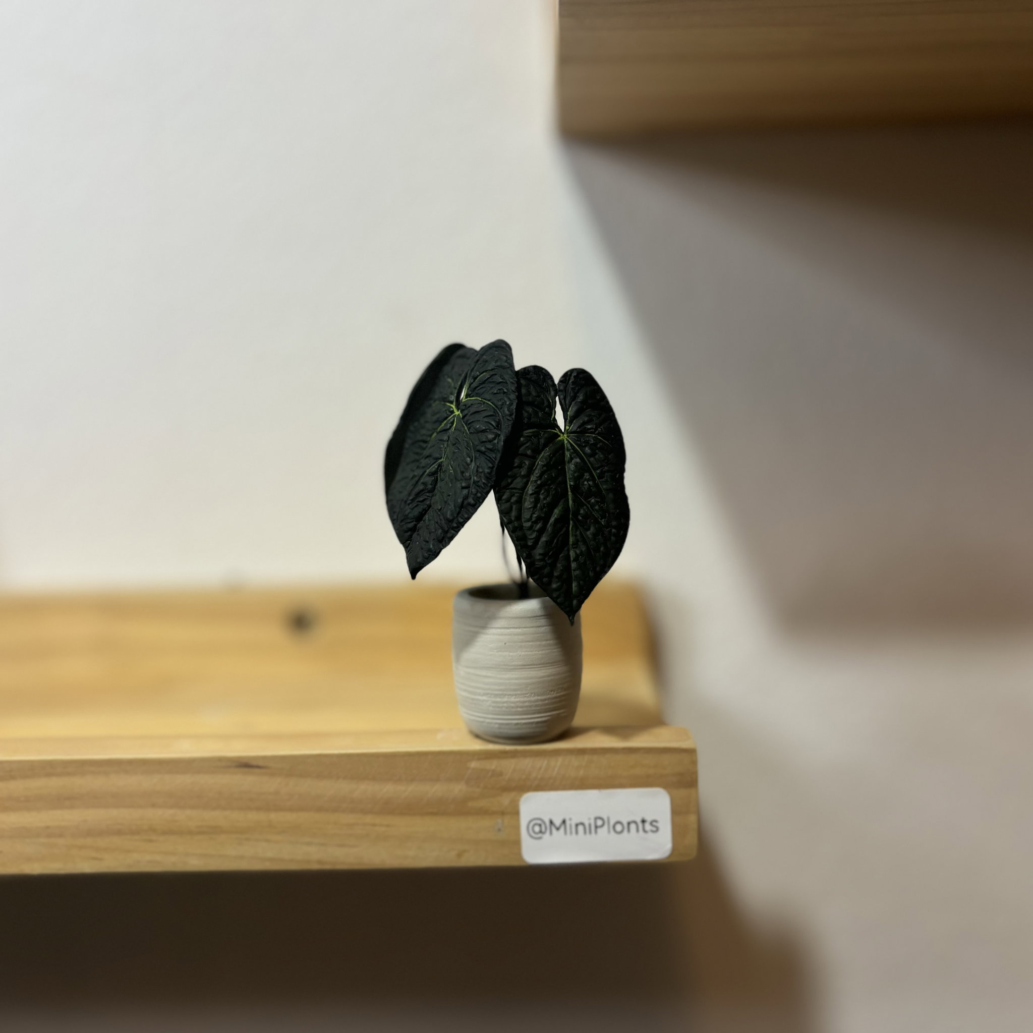 Anthurium Luxurians_2