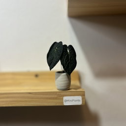 Anthurium Luxurians