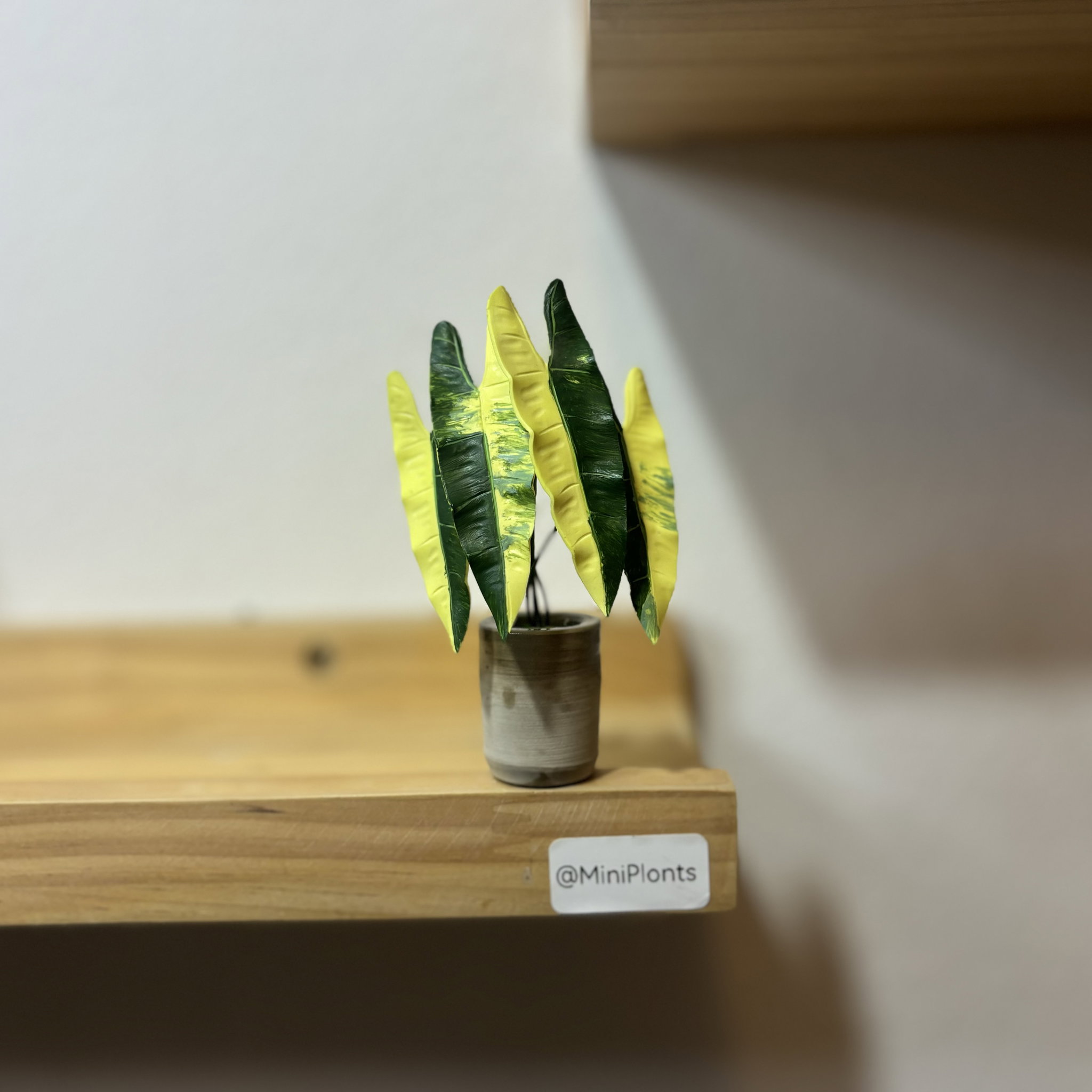 Philodendron Billitae Variegated_1
