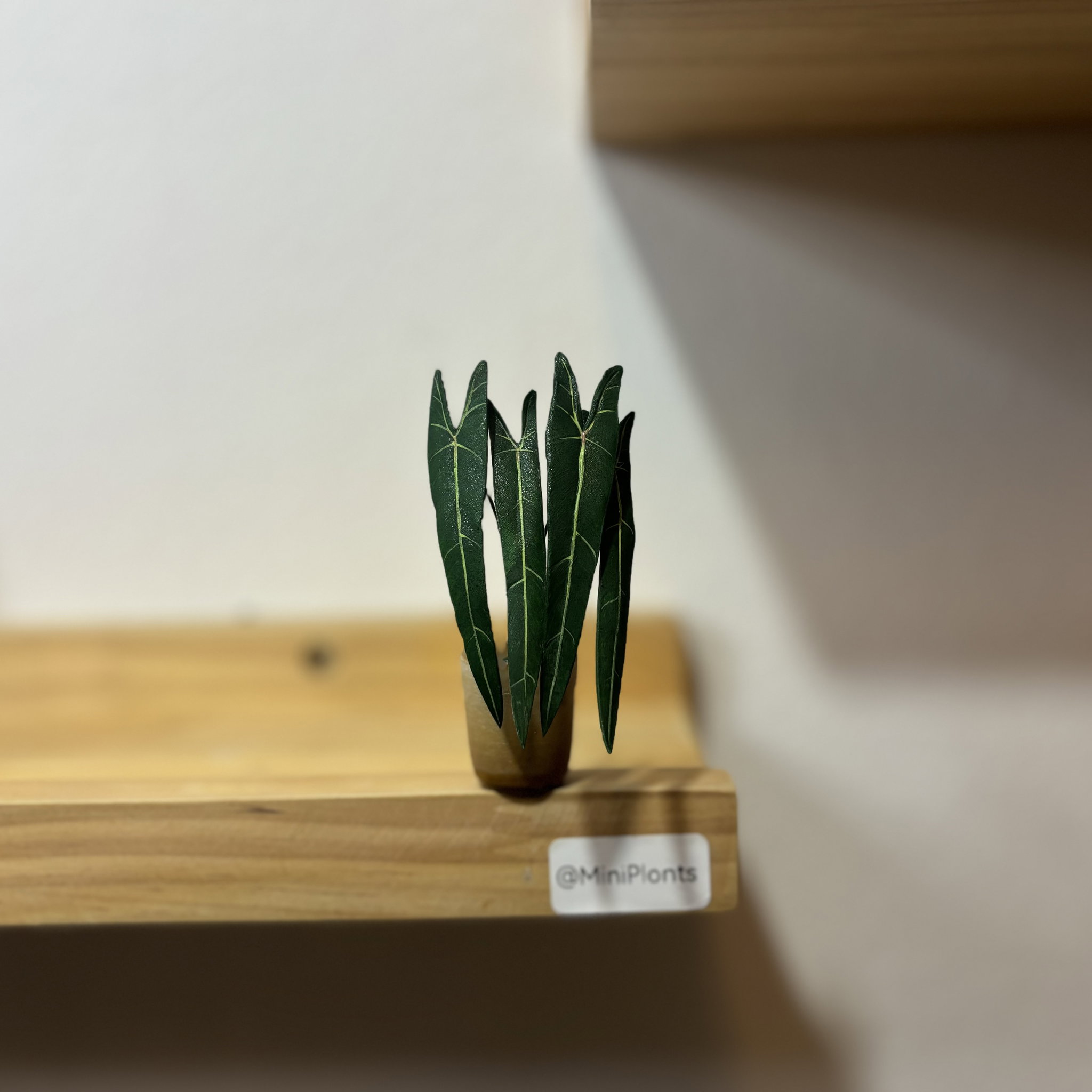 Philodendron Spiritus Sancti_1