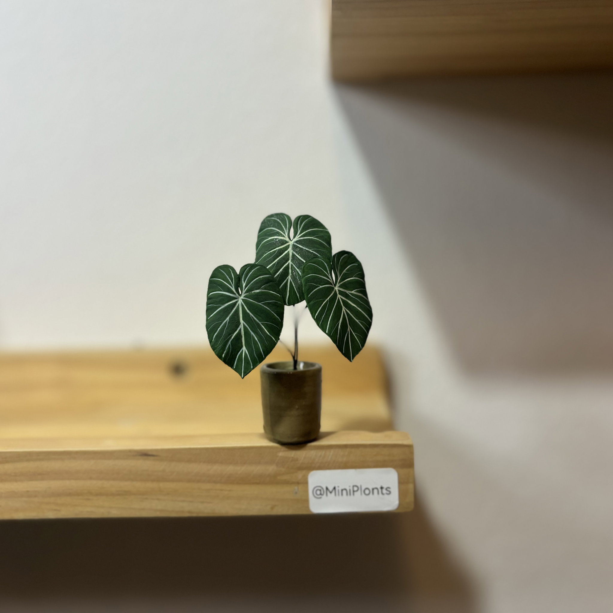 Philodendron Gloriosum_1