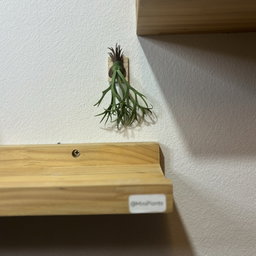 Platycerium Willinckii