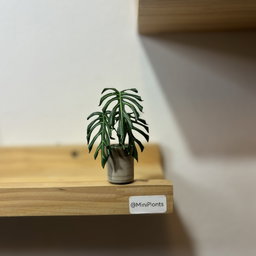 Monstera Burle Marx Flame