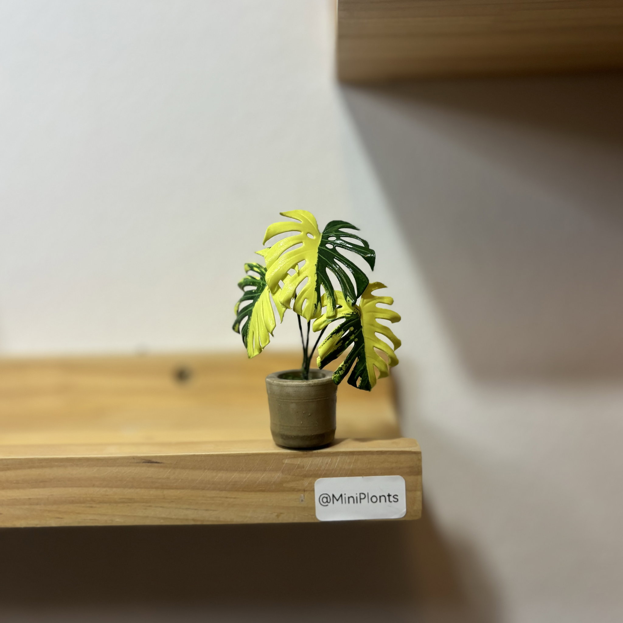 Monstera Aurea_1