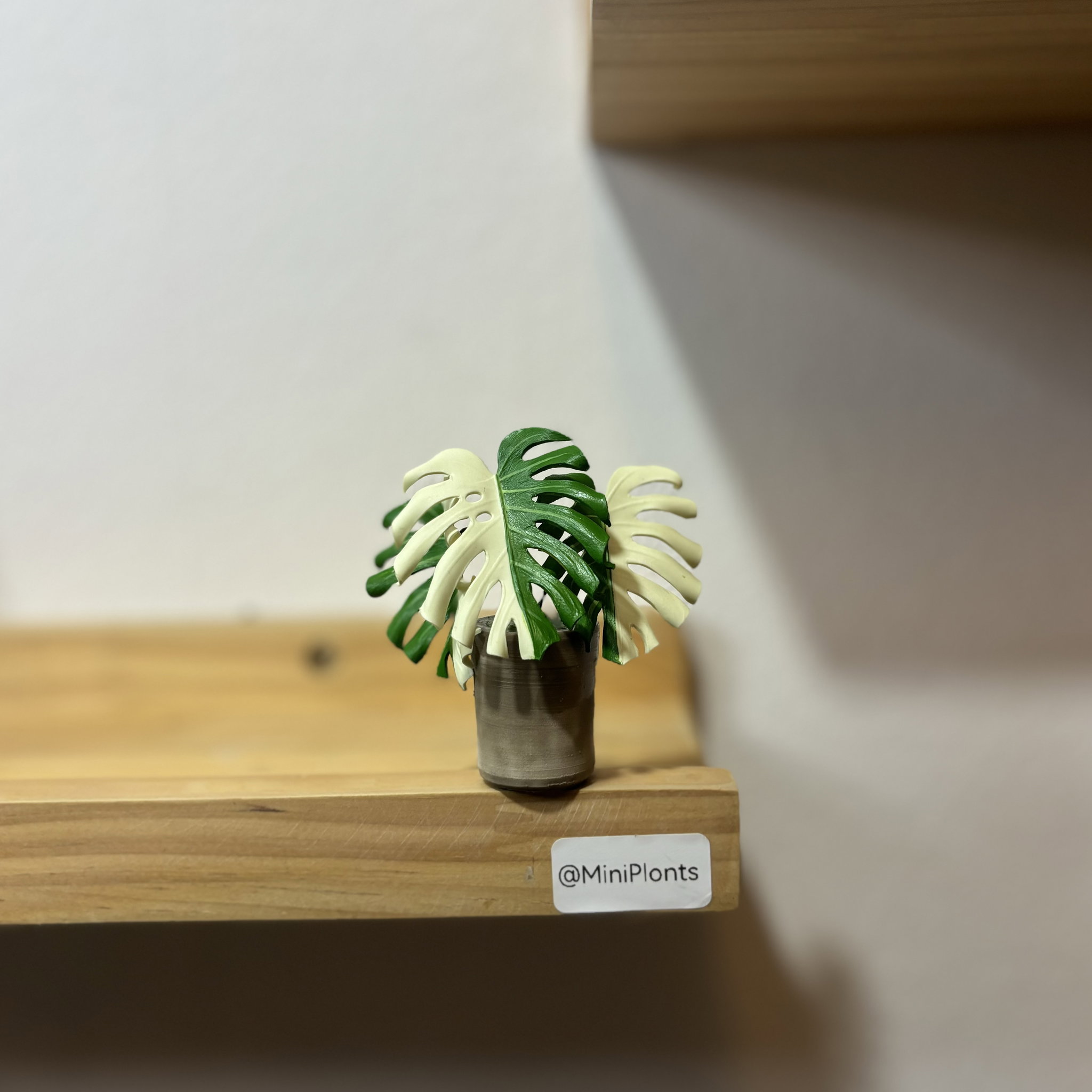 Monstera Albo_1