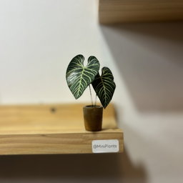 Anthurium Regale