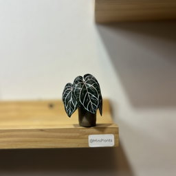 Anthurium Red Crystallinium