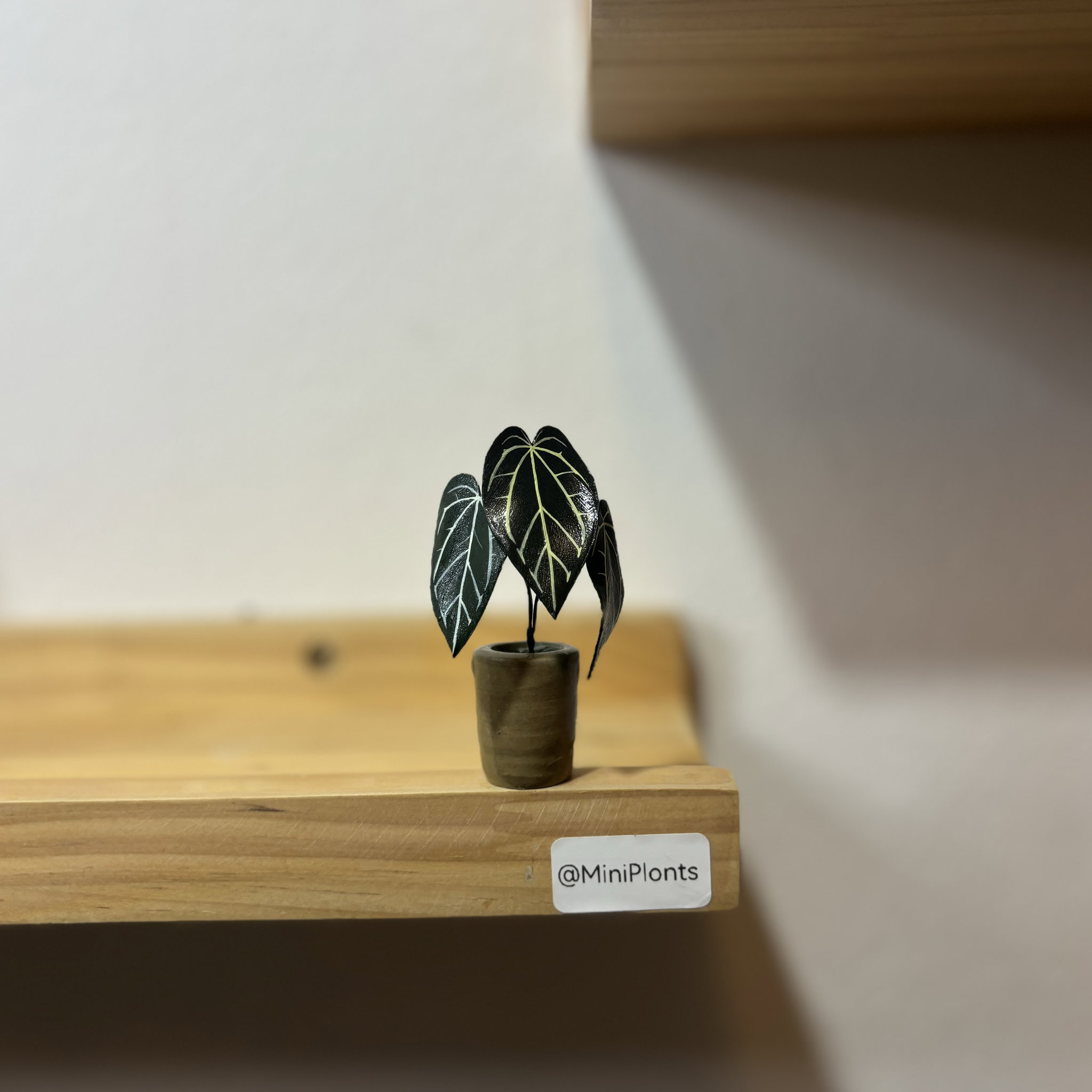 Anthurium Carlablackiae_1