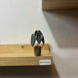 Anthurium Carlablackiae