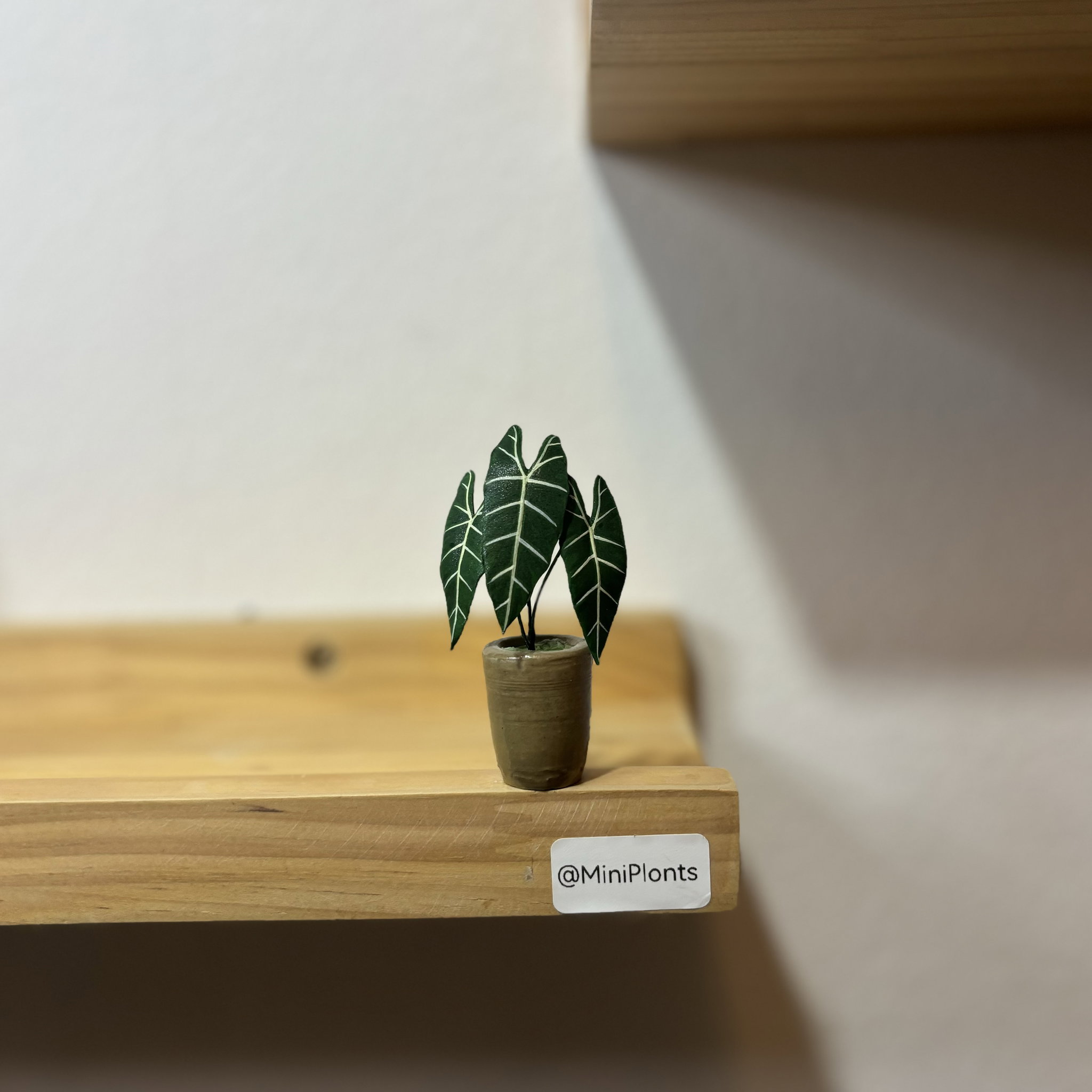 Alocasia Frydek_1