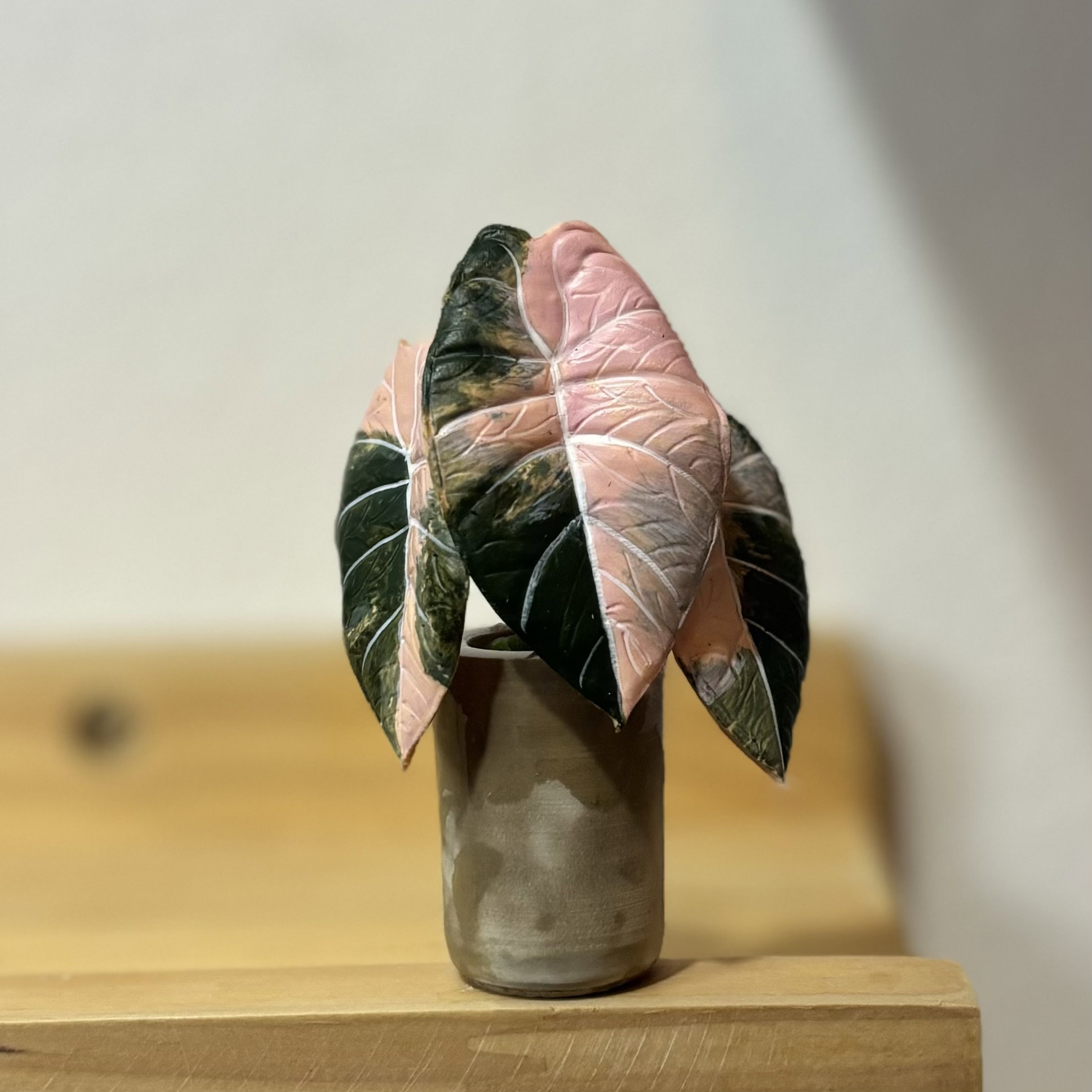 Alocasia Black Velvet Pink_0