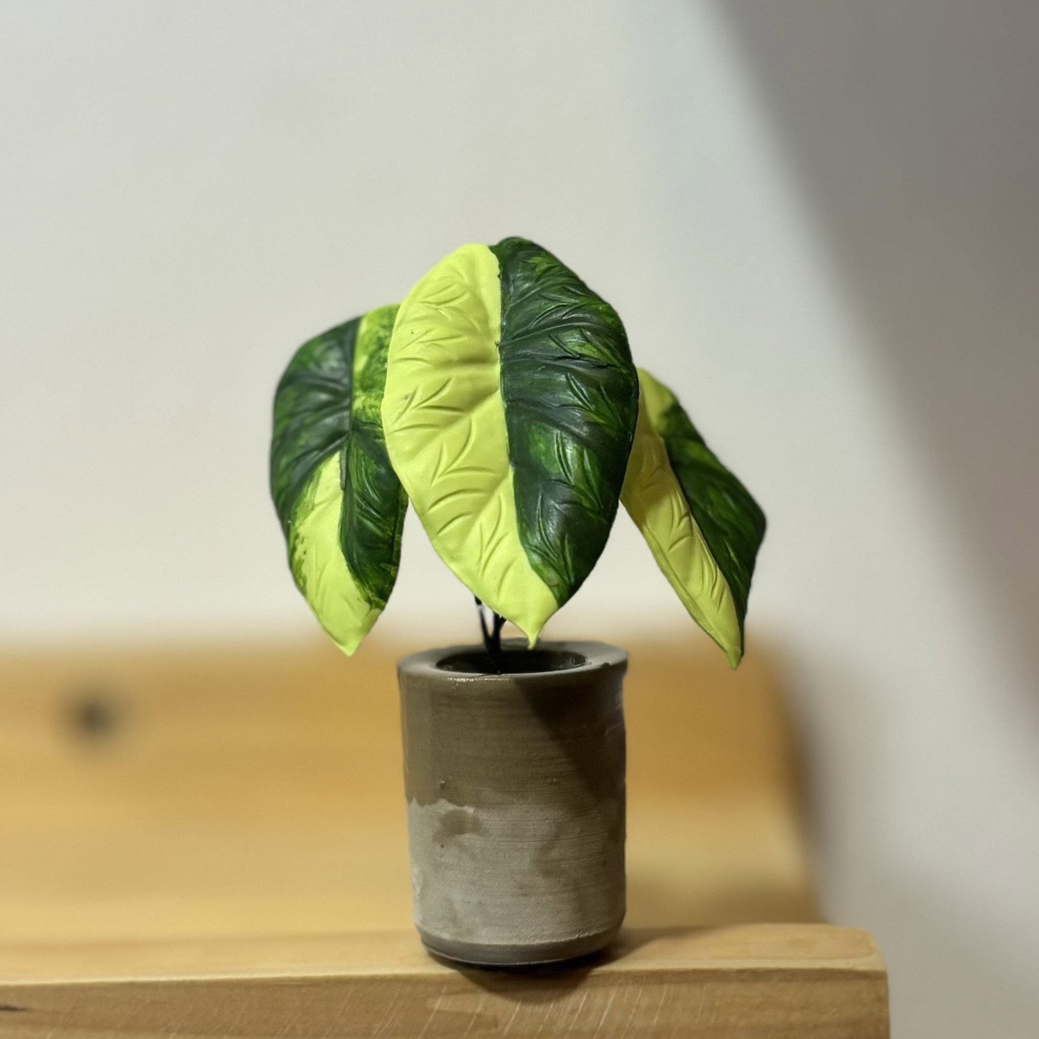 Alocasia Dragon Scale Variegated_0