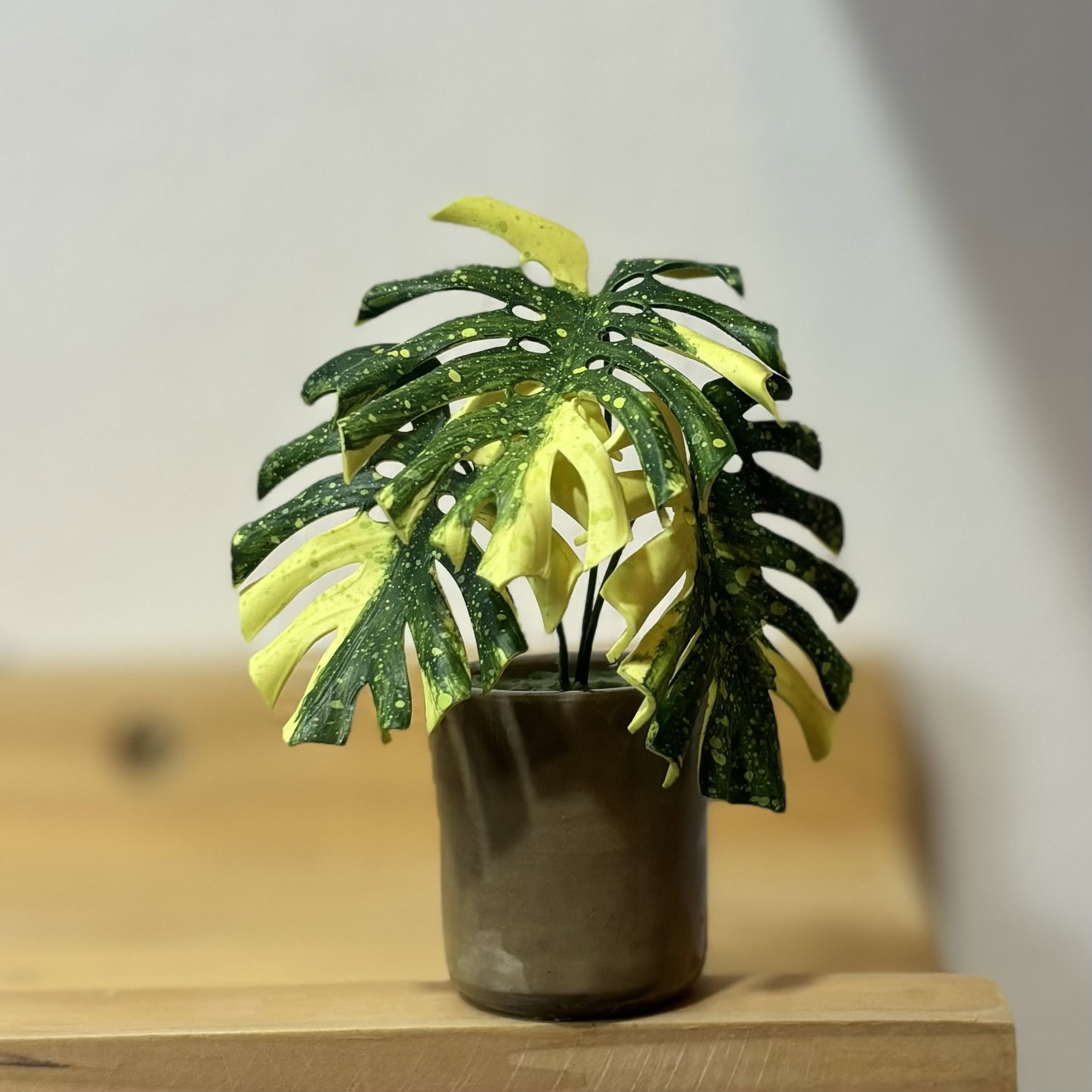Monstera Thai Constellation_0