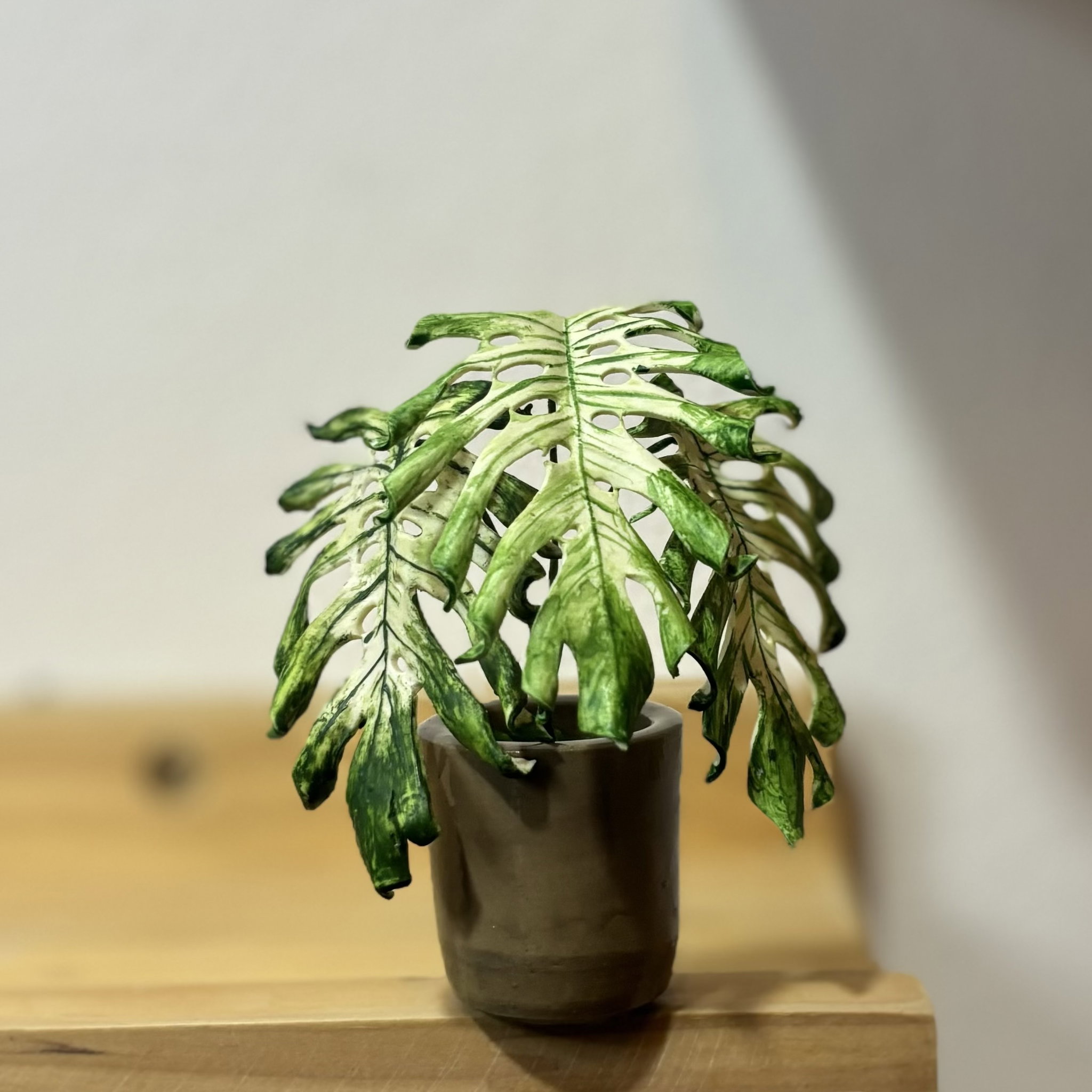 Monstera Devil Monster_0