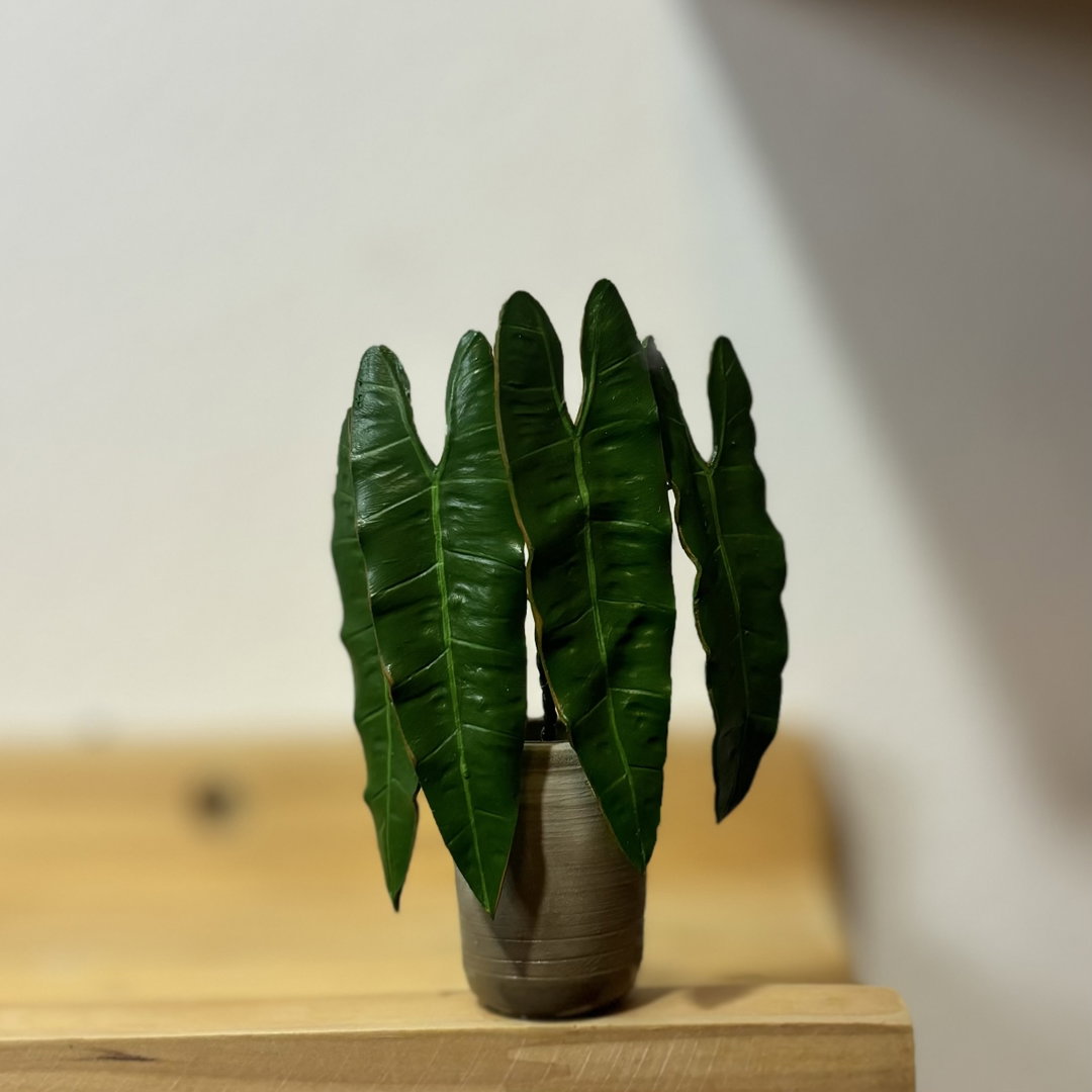 Philodendron Billitiae