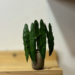 Philodendron Billitiae