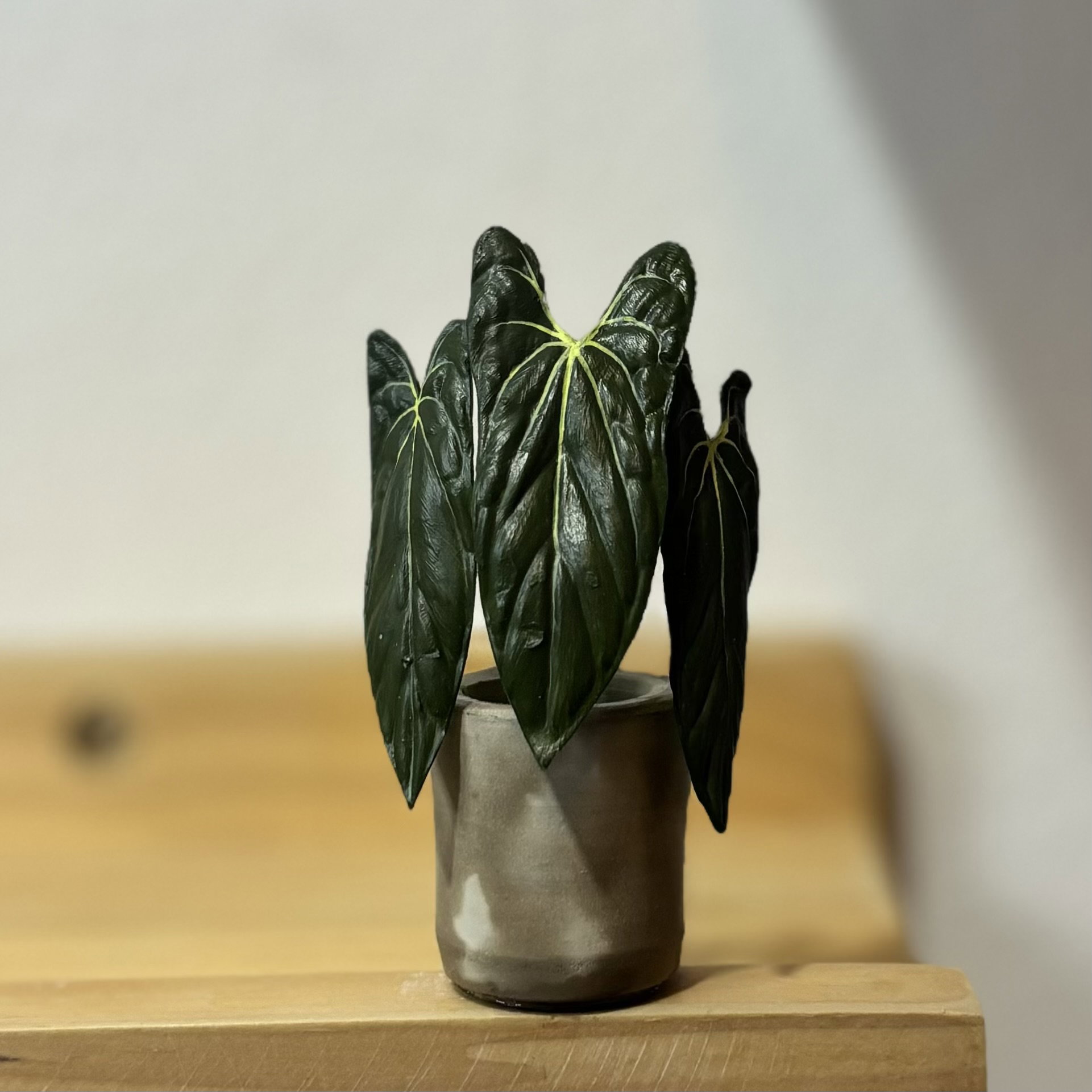Anthurium Fort Sherman_0