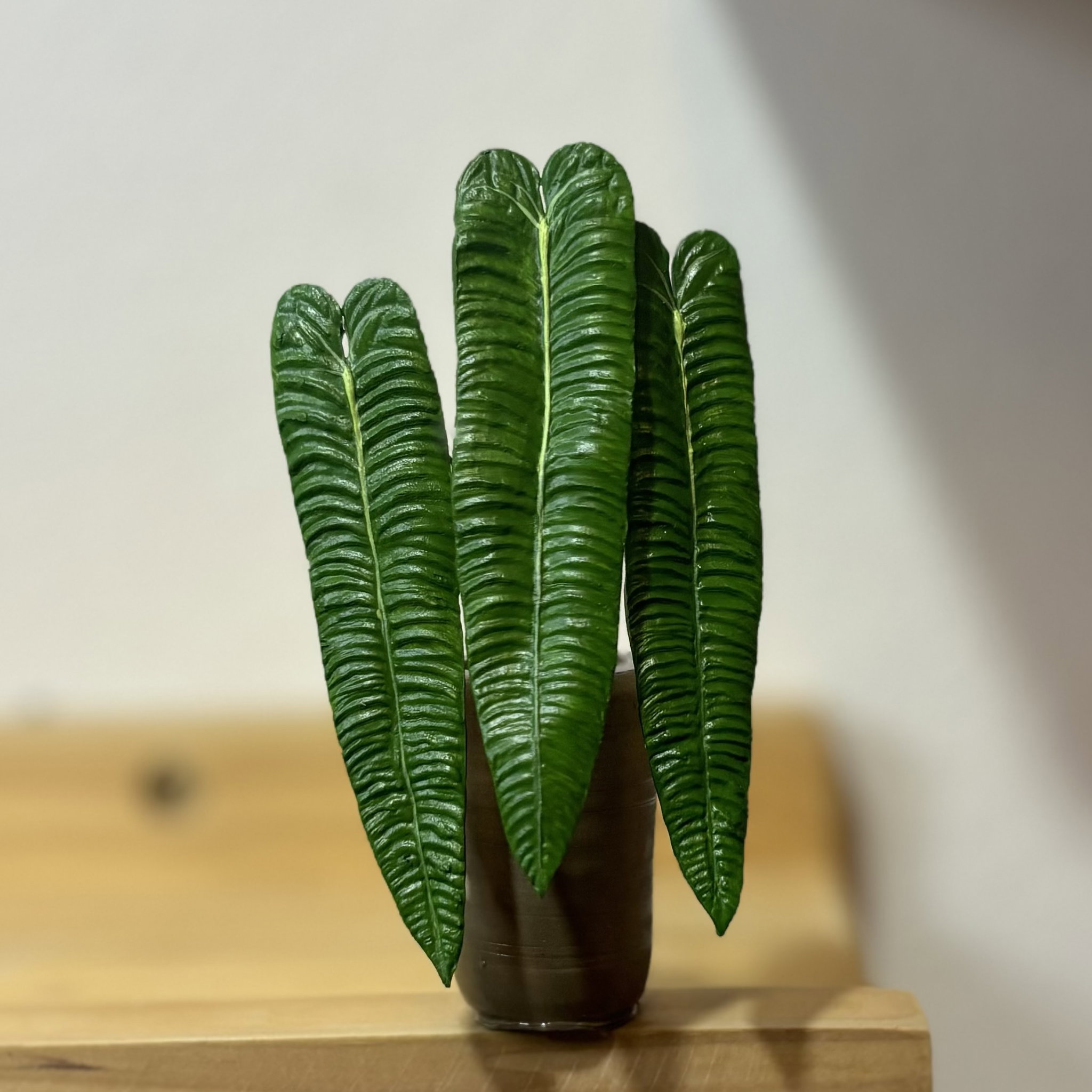 Anthurium Veitchii Super Narrow_0