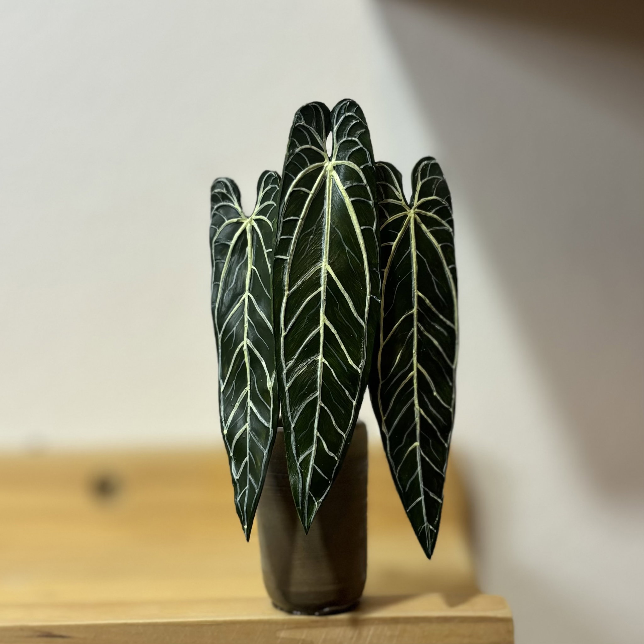 Anthurium Warocqueanum_0