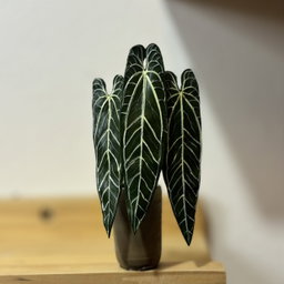 Anthurium Warocqueanum