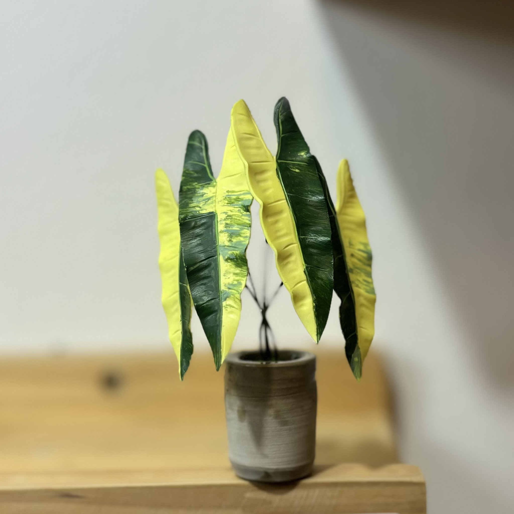 Philodendron Billitae Variegated_0