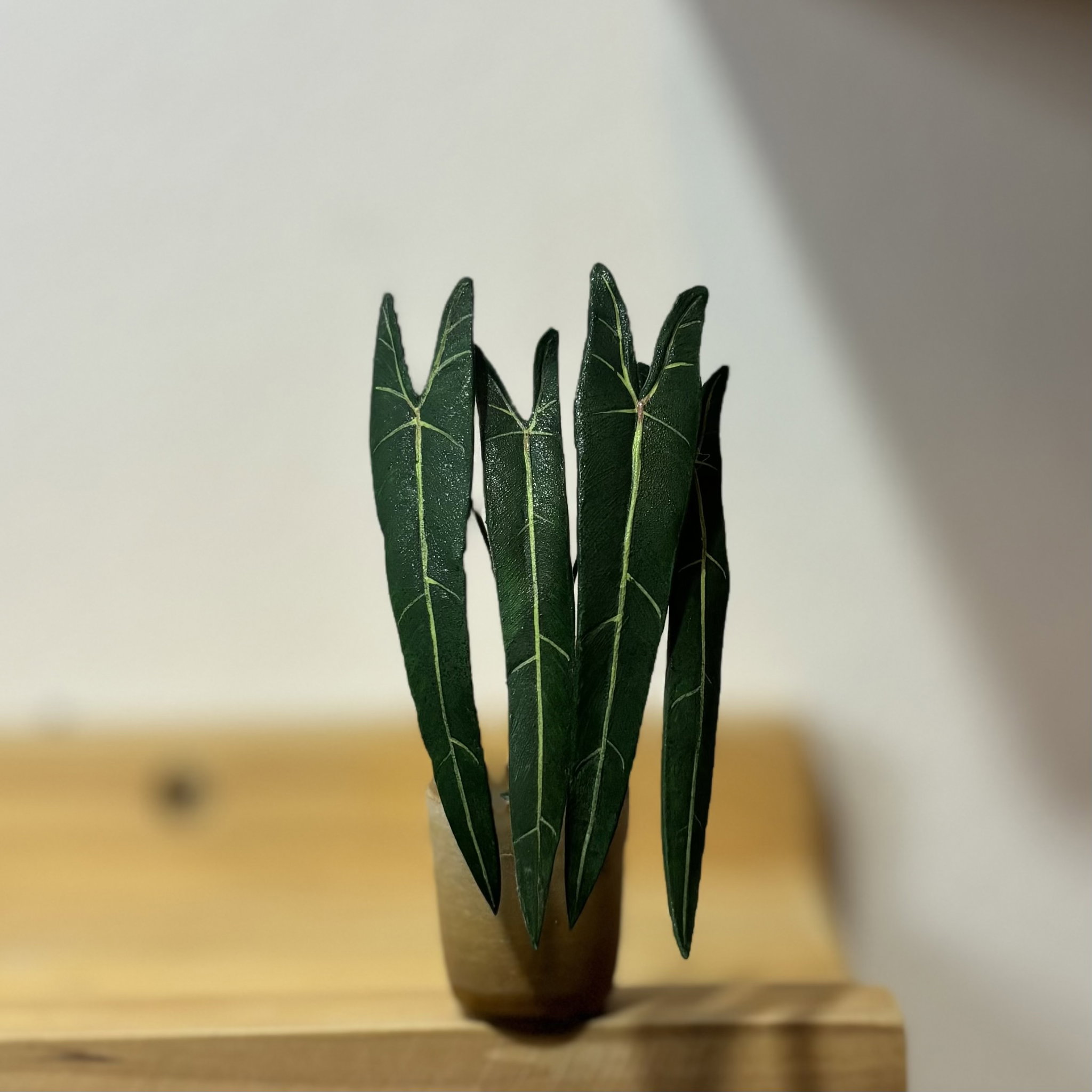 Philodendron Spiritus Sancti_0