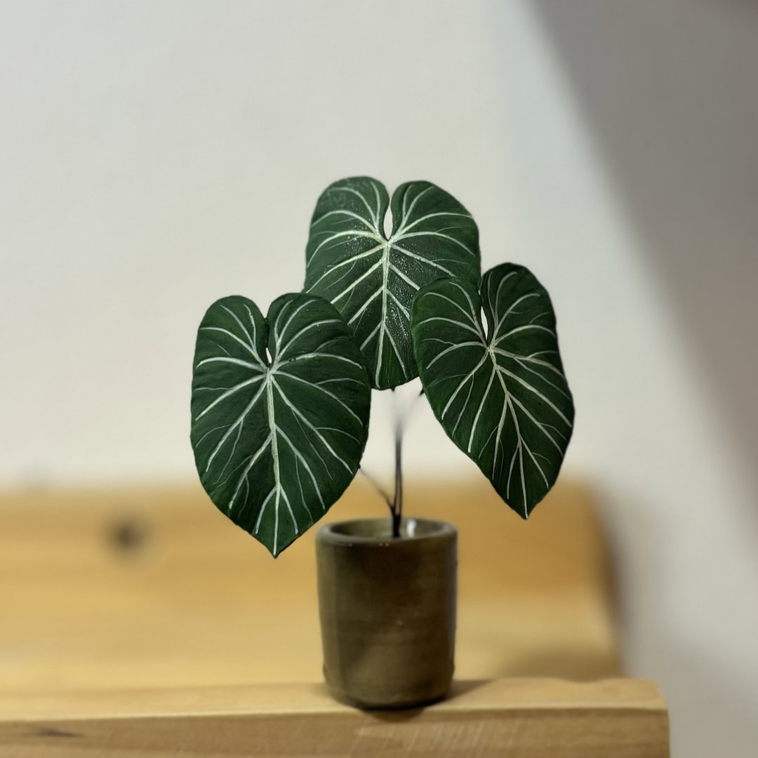 Philodendron Gloriosum