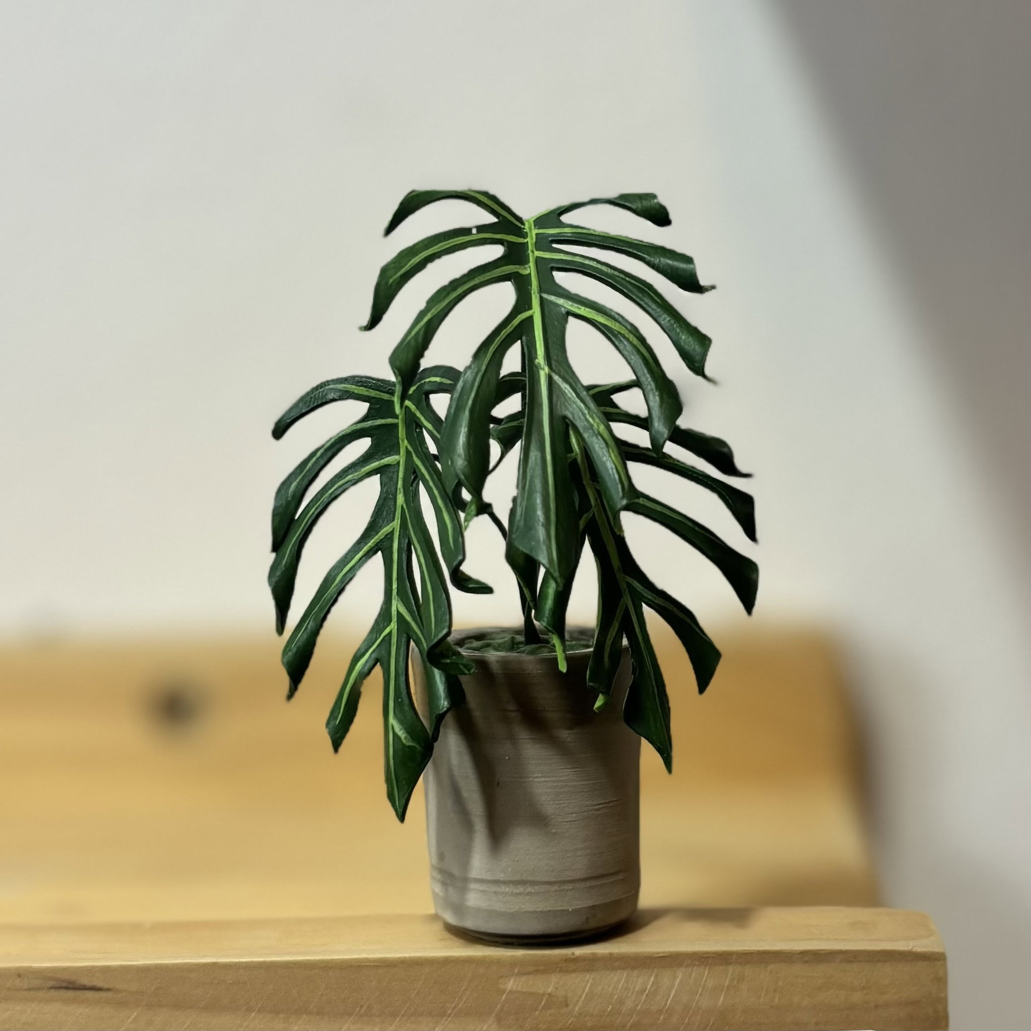 Monstera Burle Marx Flame_0