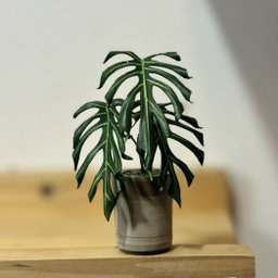 Monstera Burle Marx Flame