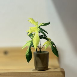Philodendrons