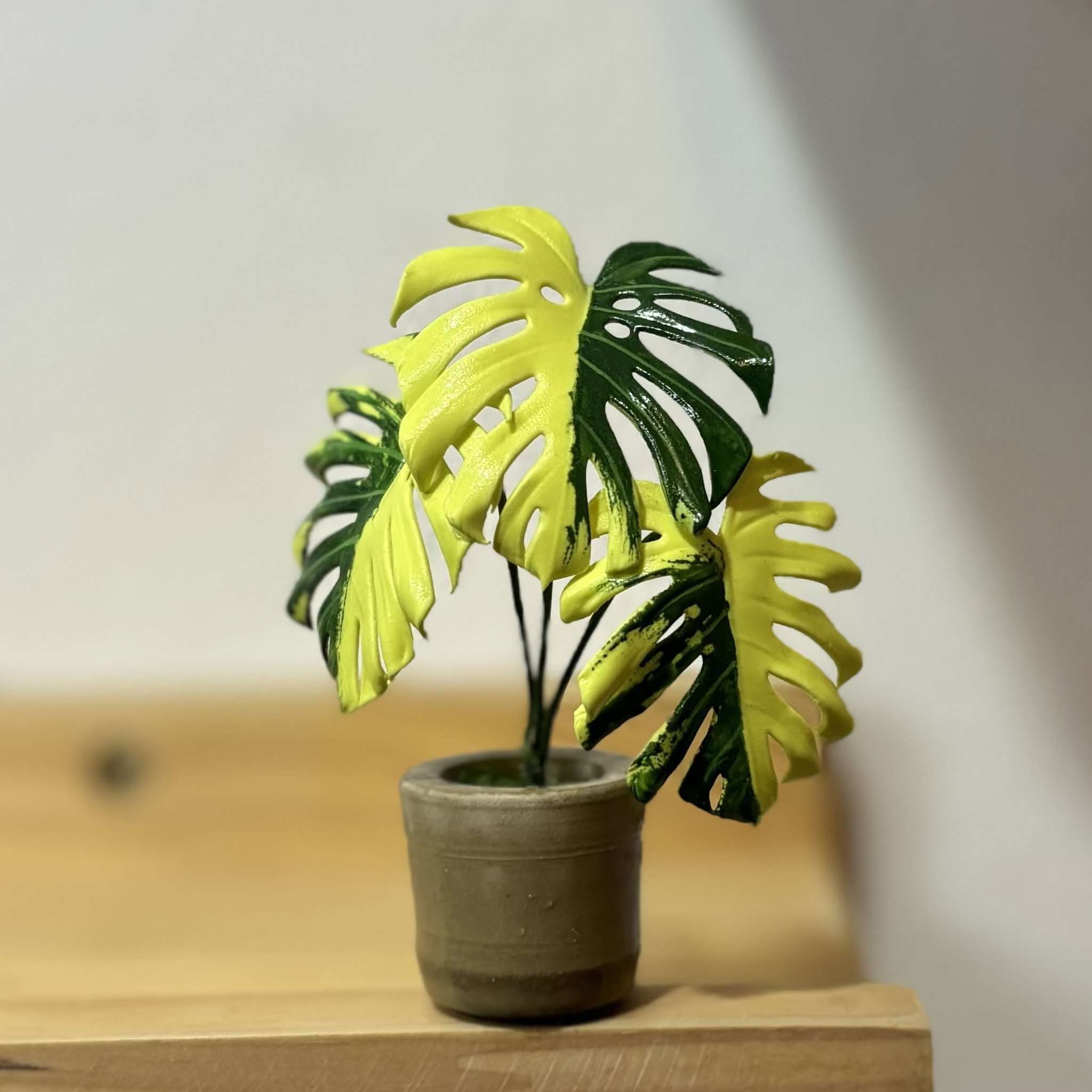 Monstera Aurea_0