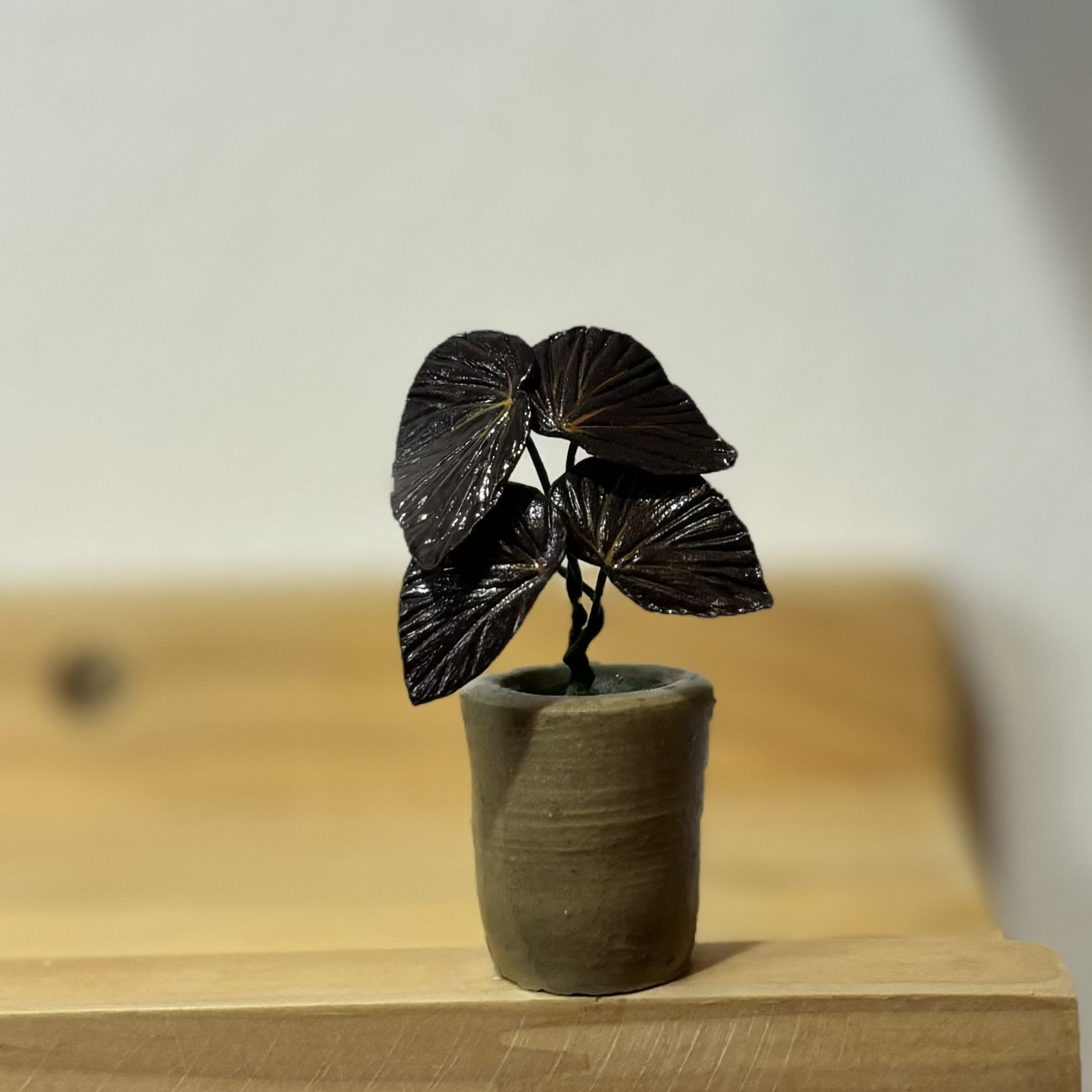 Begonia Black Metallic_0