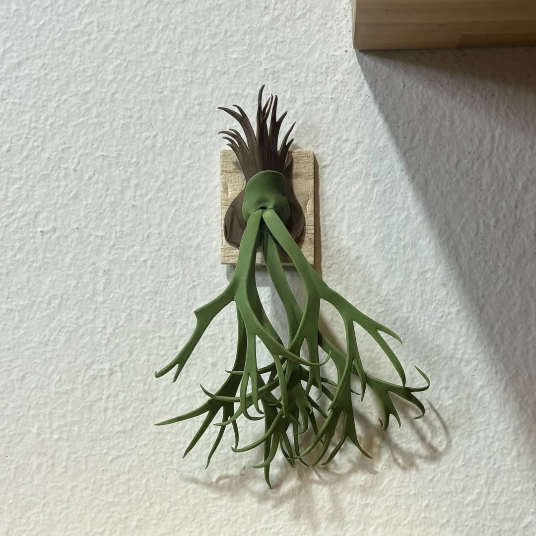 Platycerium Willinckii