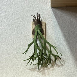Platycerium