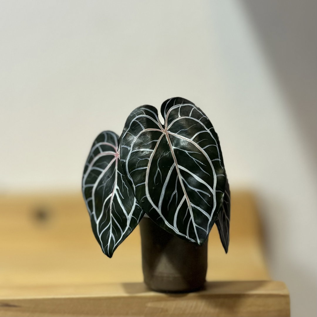 Anthurium Red Crystallinium