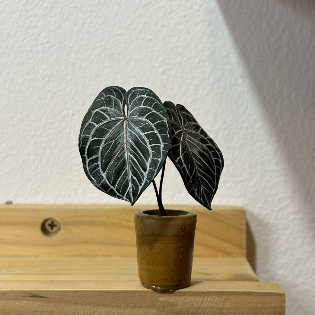 Anthurium King of Spades x Red Crystallinium