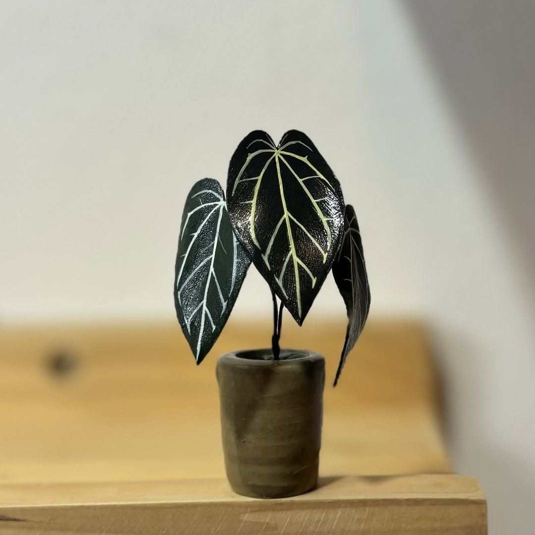 Anthurium Carlablackiae