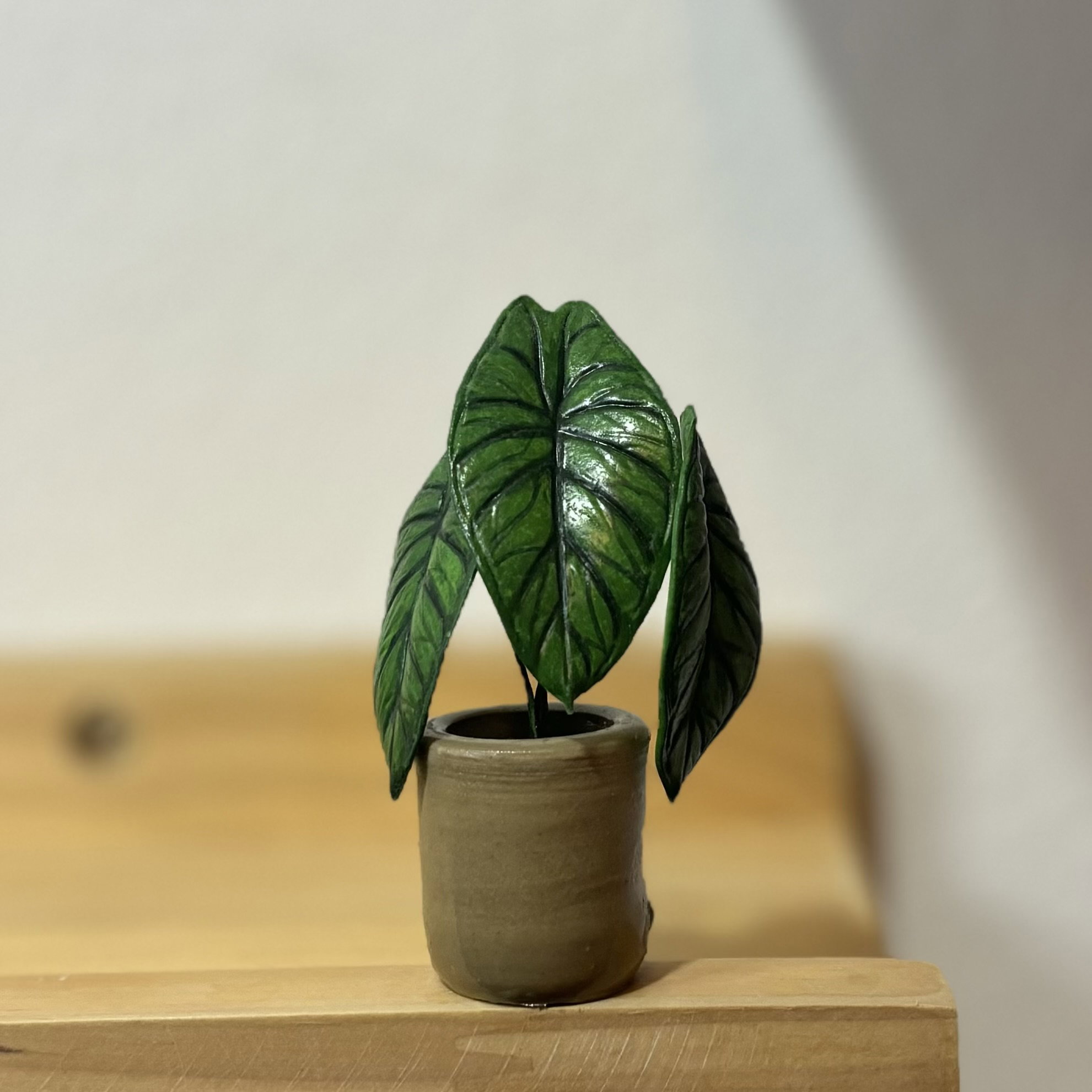 Alocasia Dragon Scale_0