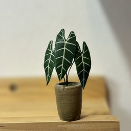 Alocasias