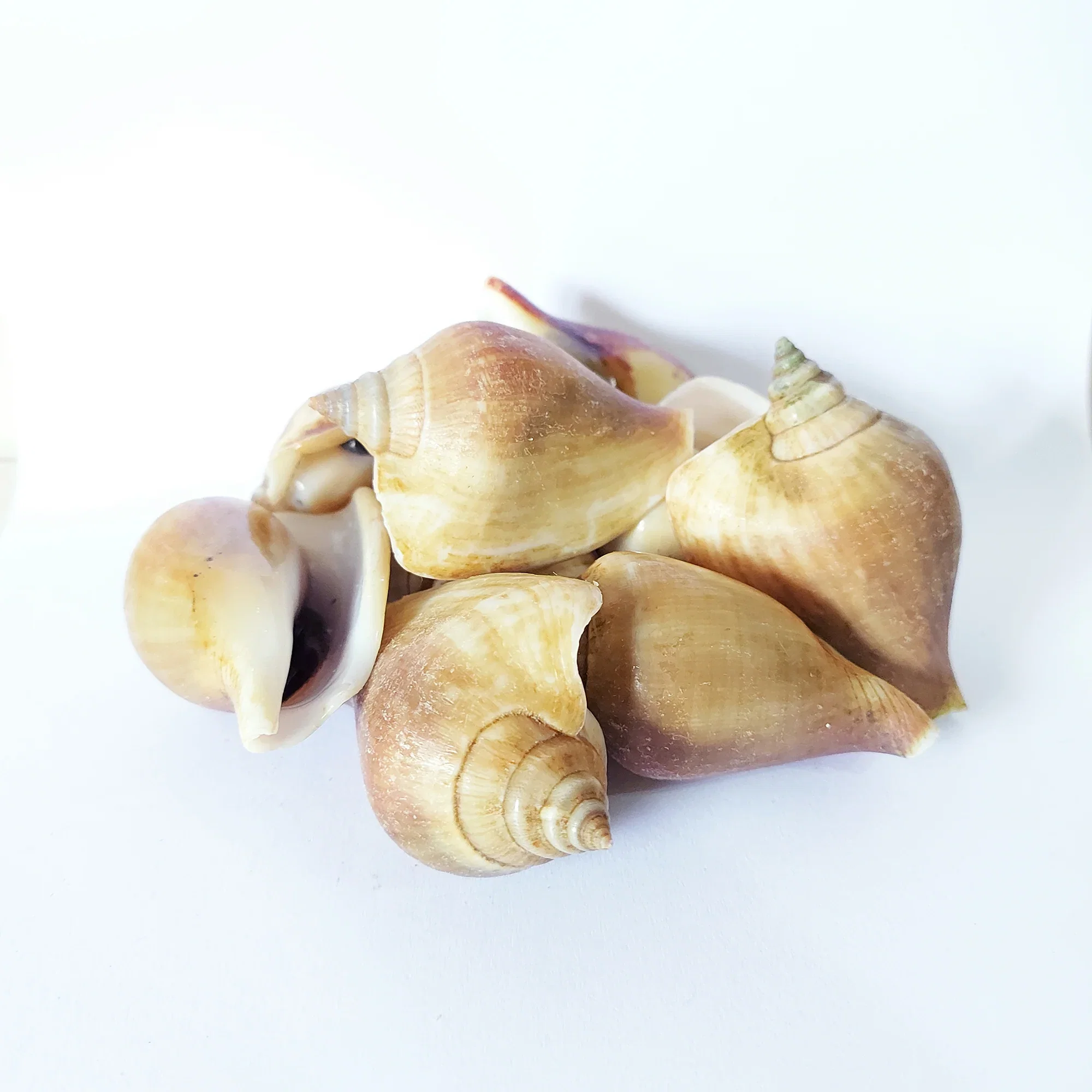 Gong Gong 贡贡_0