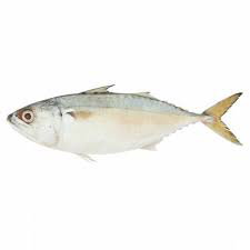 Kembong Fish 甘望鱼_0