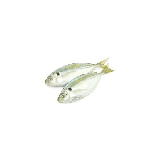 Kunning Fish 军令鱼